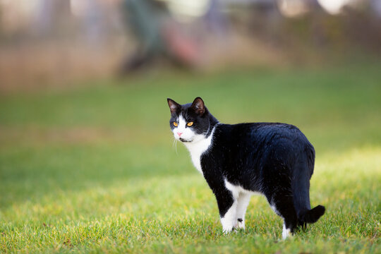 Domestic cat outdoors. Image taken outdoors on a cloudy day with some green grass surrounding the cat.