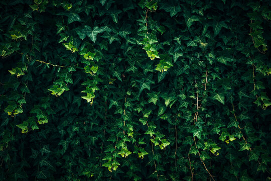 Moody, high-contrast background of lush green ivy vines cascading vertically with deep shadows and vibrant details.