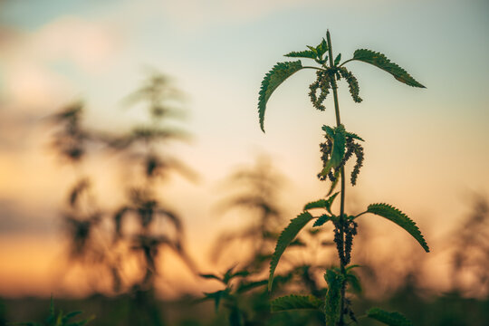 Green stinging nettle plant stalks outlined by the warm, atmospheric glow of a cloudy evening horizon.