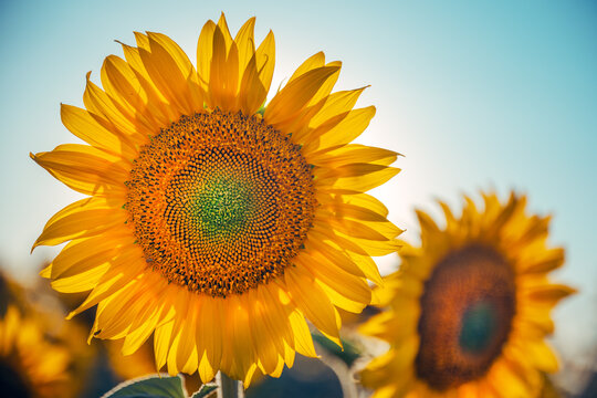 Ripening sunflower blooms in a cultivated field during the growing season. Agricultural productivity, oilseed production and sustainable farming concept