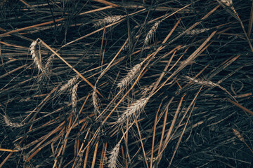 Obraz premium Detailed full-frame background pattern of harvested golden and brown grain crops, dry hay, and wheat stalks on a field.