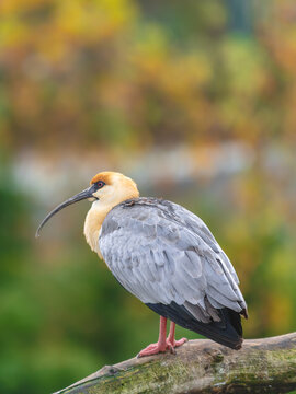 ibis &agrave; face noire ( IA nettet&eacute; )