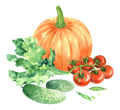 Pumpkin, tomatoes, cucumbers, peas and lattuce. Watercolor illustration. Handmade art work. For packaging design, cards, cover, prints, product labels and fabric.