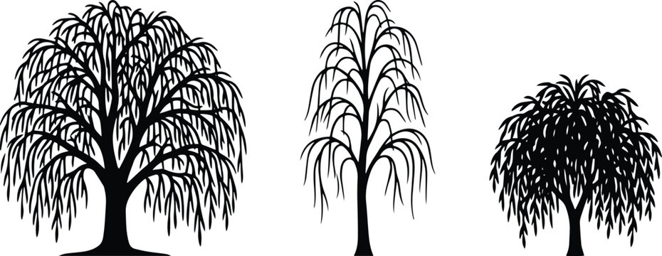 Weeping Willow Tree Collection Black Vector Set Isolated on White Background