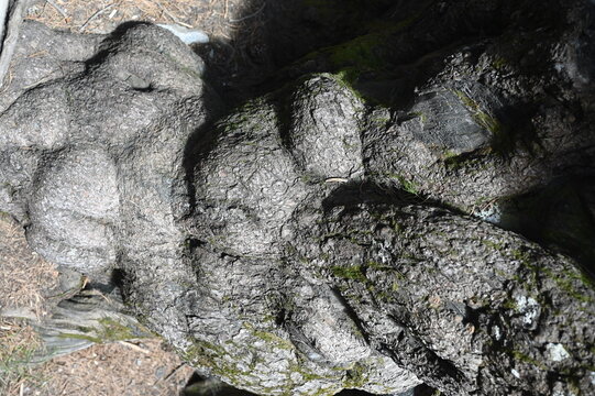 A closeup view of the gnarly roots of a massive ancient tree high up in the Pirin mountain in Bulgaria