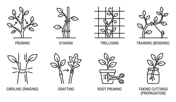 Plant care techniques pruning staking trellising training girdling grafting root pruning cuttings.