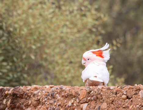 close-up of a crested cockatoo perched on a low wall