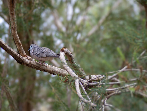 Geopelia placida 