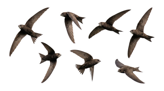 Group of Swifts Flying in Dynamic Formation.