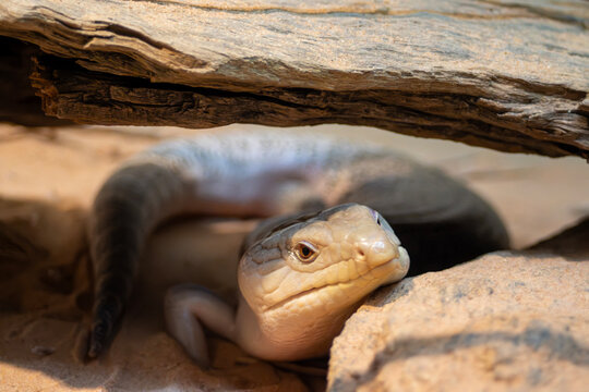 Tiliqua scincoides