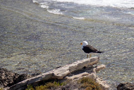 bird on the beach