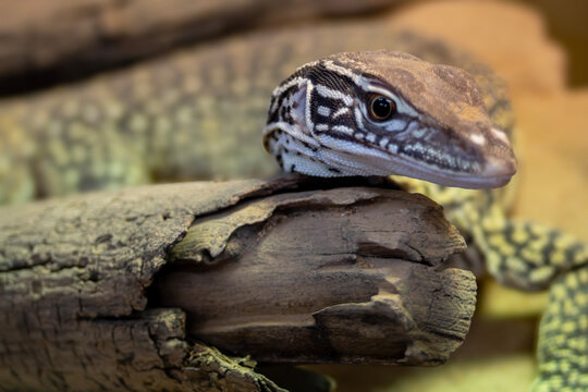 lizard on a tree