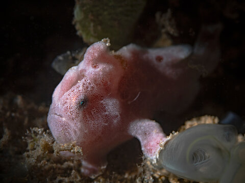 Giant frogfish baby - Antennarius commerson (commersonii) - Riesen Anglerfisch Baby