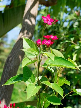Atropha integerrima or spicy jatropha - Ornamenta plant with  clusters of cherry or lip-stick red flowers borne borne above the foliage rich dark green  in a variety of lobed patterns
