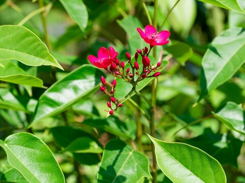 Coral plant or Spicy jatropha (Jatropha integerrima) adorned with decorative red-petaled flowers, cultivated as an ornamental shrub in many tropical or subtropical regions