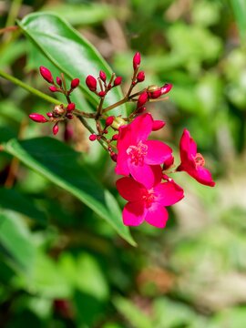 Atropha integerrima - Spicy jatropha or Coral plant - Subtropical plant with dark glossy green foliage as perfect foil for clusters of waxy red to pink star-shaped flowers
