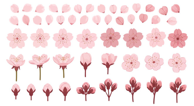 Pink cherry blossom collection with petals blooming flowers and buds for spring floral design projects isolated on white background illustration