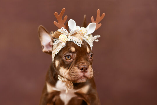 Mocca Orange Tan colored French Bulldog puppy with Christmas reindeer antlers in front of brown background