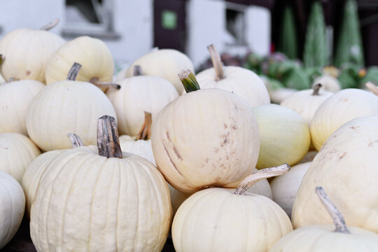 Large cream white colored pumpkins for sale at market