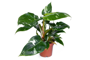 Potted tropical 'Philodendron White Princess' houseplant on white background © Firn