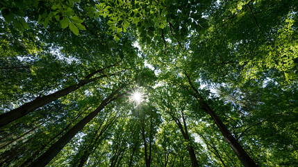Fototapeta premium Lush forest canopy viewed from below with sunlight filtering through green leaves, natural conservation and fresh air concept, with copy space