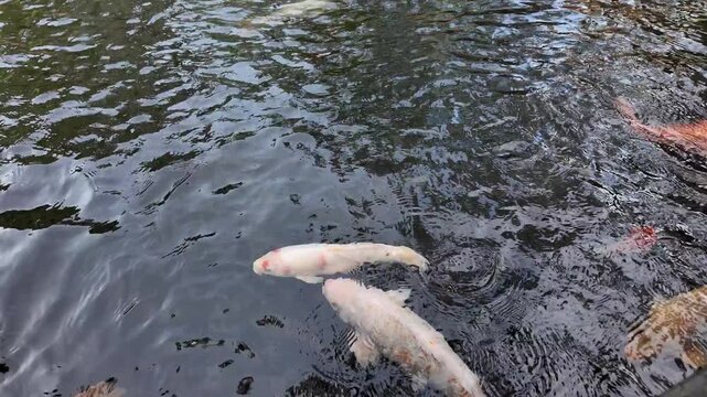 Colorful koi fish swimming close-up in a temple pond