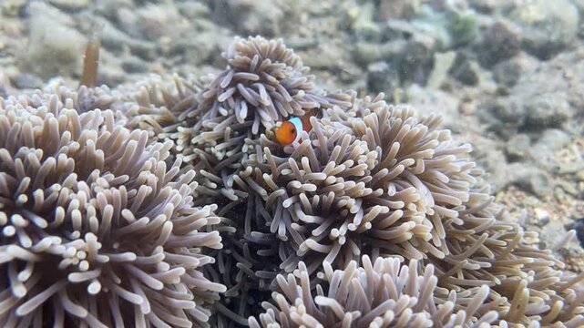 Clowenfish or Anemone Fish Ocellaris on Carpet Anemone Underwater Video at Low Tide