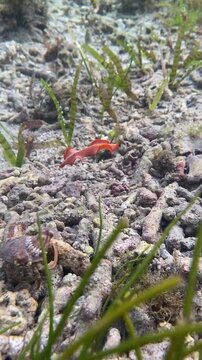 an orange sea flatworm on low tide beach tidepool coastal