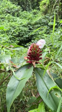 Tropical Costus flower blooming in a lush green jungle environment