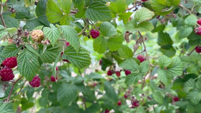 plantation of white and red raspberries