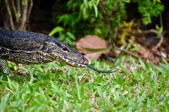 Asian water monitor lizard (Varanus salvator) flicking its forked tongue while walking on grass