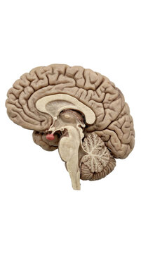 Sagittal View of Human Brain and Cerebellum