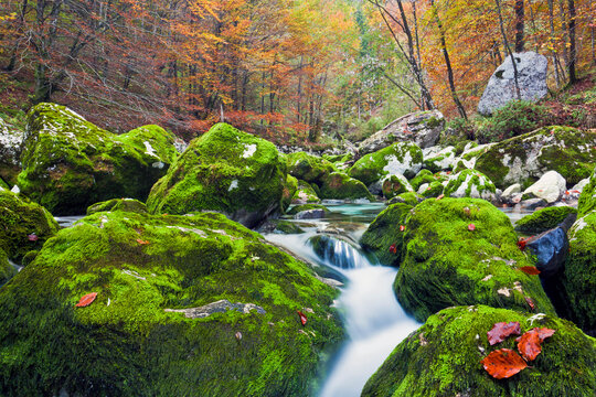Autumn foliage frames the river flowing over moss-covered boulders, Julian Alps Natural Park, Resia Valley, Friuli Venezia Giulia, Italy.