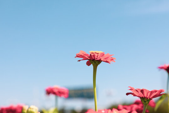 Red chrysanthemums facing the sky