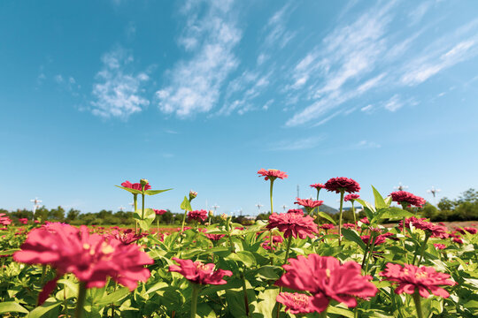 Red chrysanthemums facing the sky