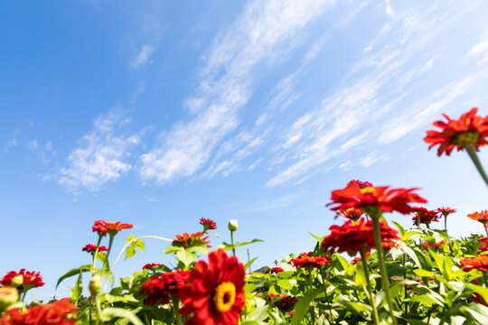 Red chrysanthemums facing the sky