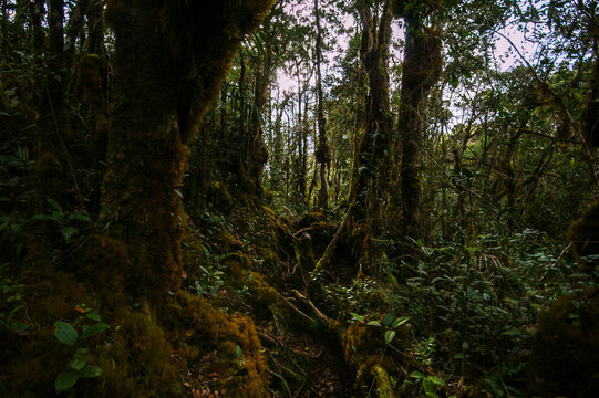 Moss-covered trees in the montane rainforest of Mount Murud, Sarawak, Borneo