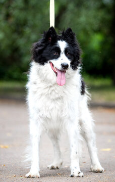 Standing fluffy black and white dog looking at camera outdoors.