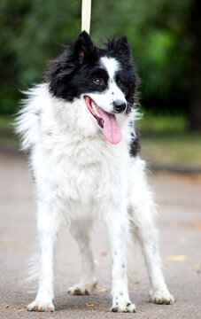 Full-length portrait of a standing black and white fluffy dog on a leash.
