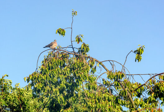 Un pigeon pos&eacute; en haut de l'arbre