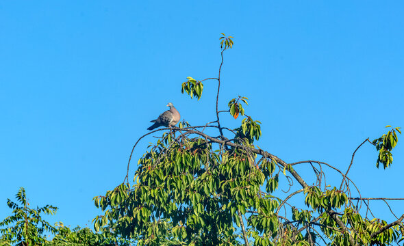 Un pigeon pos&eacute; en haut de l'arbre