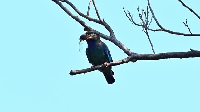 Wild dark blue bird perched on a bare tree branch holding a freshly caught flying insect cicada in its beak against a clear blue sky background.