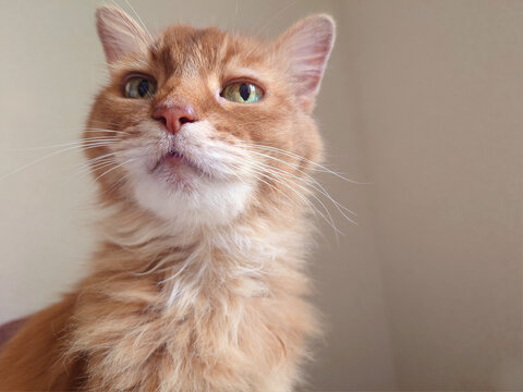 Close up portrait of fluffy ginger cat looking up