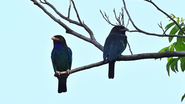 A pair of wild dark blue dollarbirds perched together on a bare tree branch resting and looking around against a clear blue sky background.