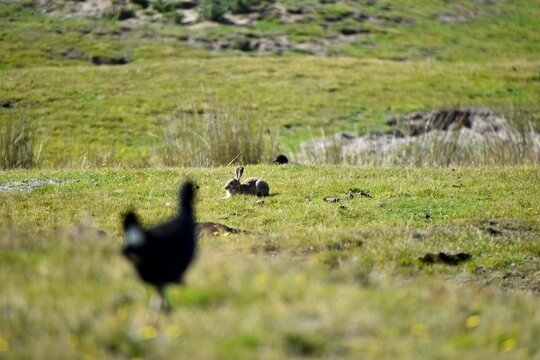 Wild rabbit lying on grassy coastal field near Victory Beach, Otago Peninsula, Dunedin