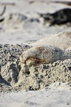 New zealand sea lion (Rapoka) sleeping covered in sand at Sandfly Bay Beach, Otago Peninsula