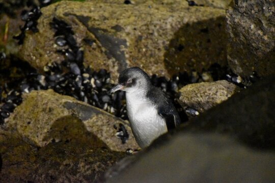 Little blue penguin (Korora) standing on rocks at night in Caroline Bay, Timaru