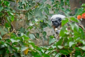 Cotton-top tamarin eating fruit © Vishal Hiranandani