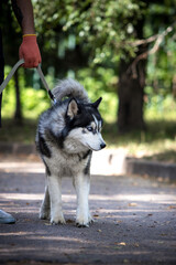 Full-length portrait of a Siberian Husky dog walking on a leash. © Happy monkey