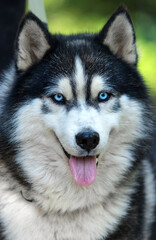 Close-up front portrait of a smiling Siberian Husky with blue eyes. © Happy monkey